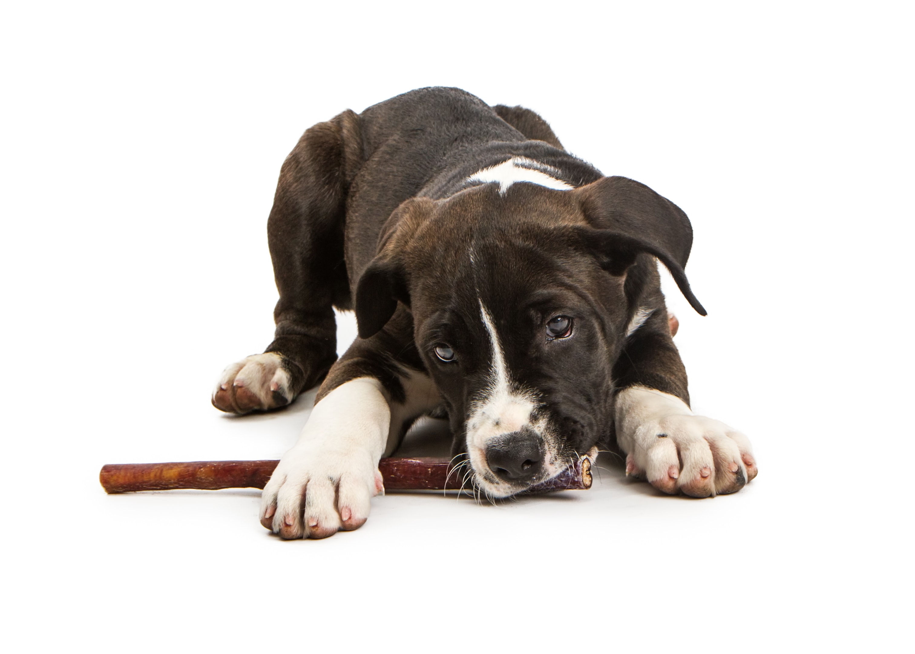 Dog Training with Bully Stick