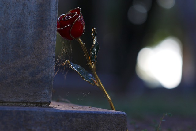 love, gold rose, cemetery