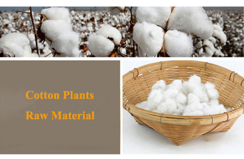 Cotton Plants Canvas Raw Material