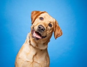 dog's eye boogers