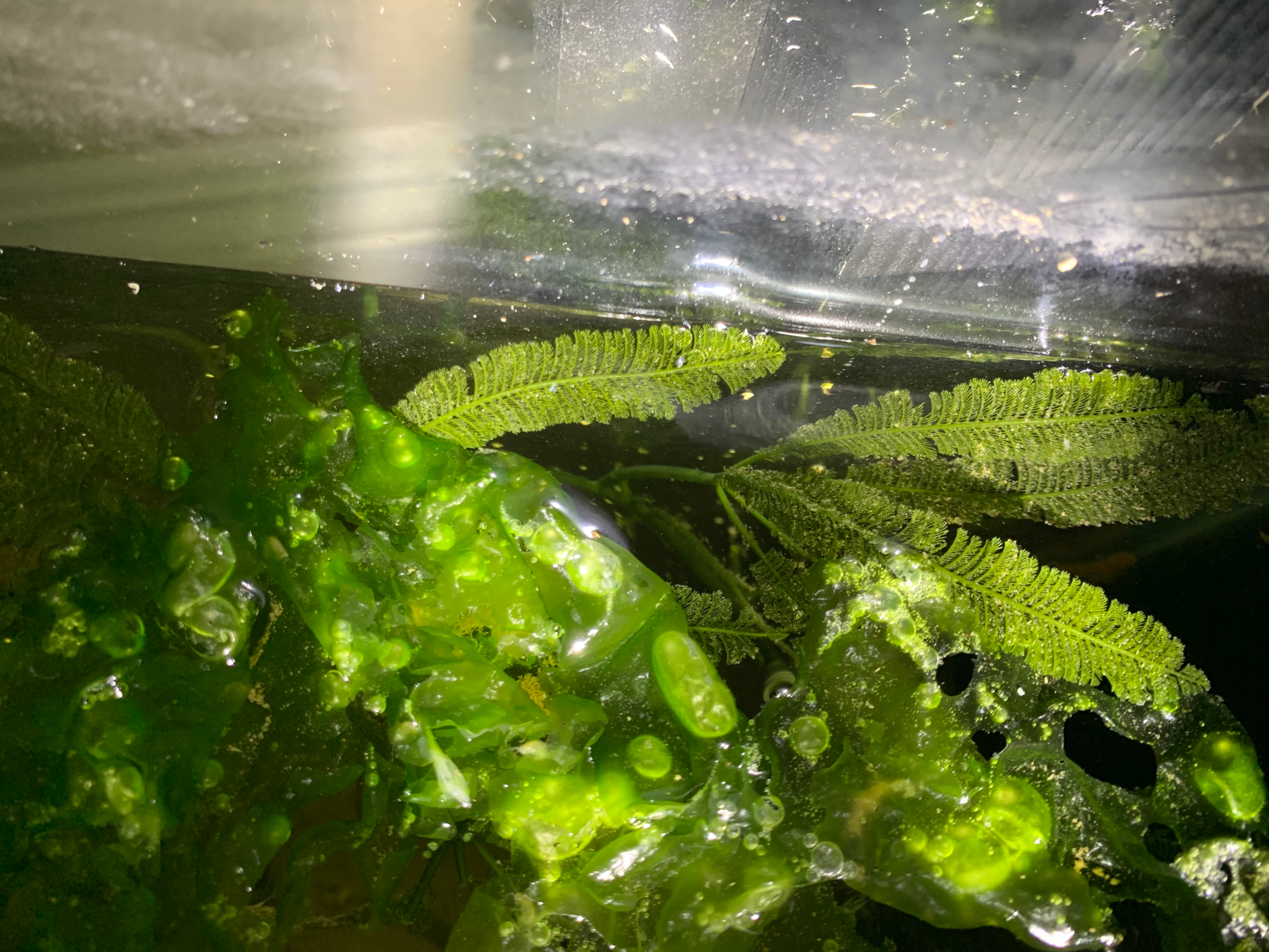 How to Treat Green Hair Algae In Fish Tank