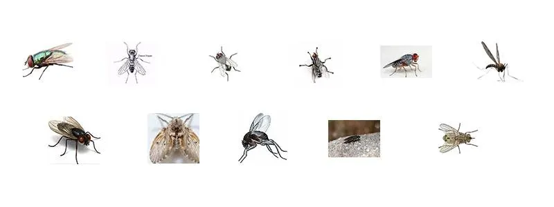 11 Most Common Types of Pest Flies