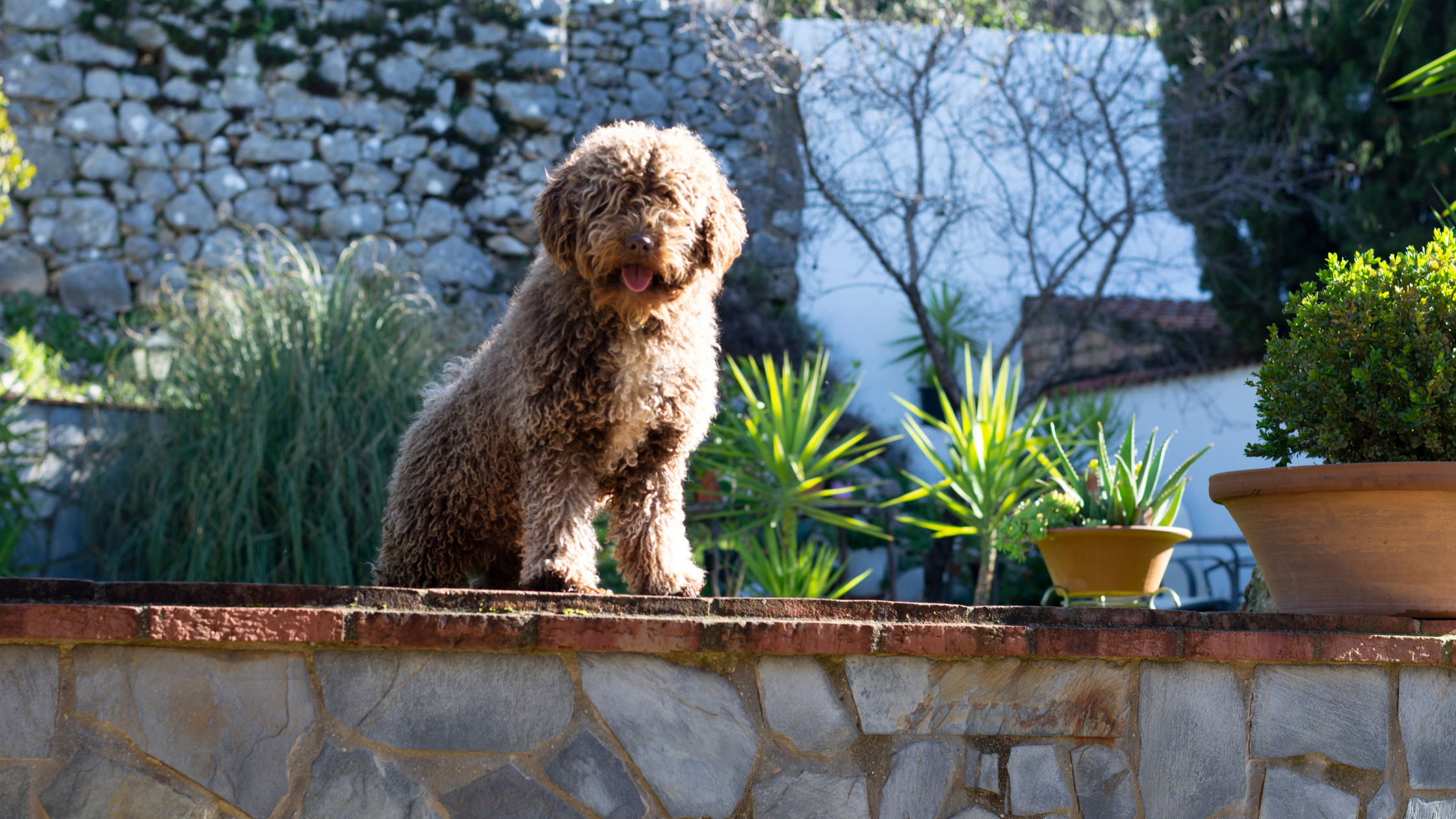 A Healthy Spanish Water Dog standing on a ledge