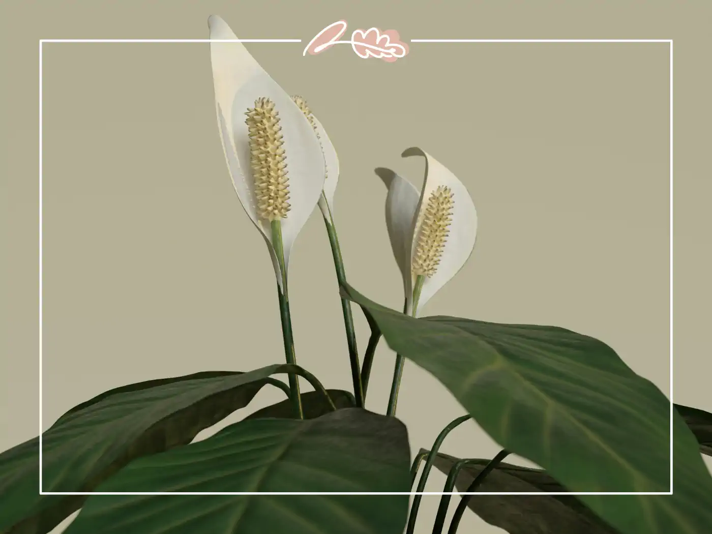 Two white peace lilies against a beige background, flowers that represent mental clarity and peace in various cultures.