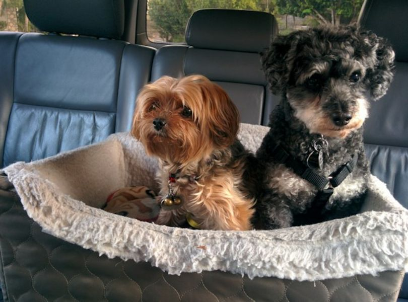 Two Dogs On A Pet Bed Inside The Backseat Of A Car
