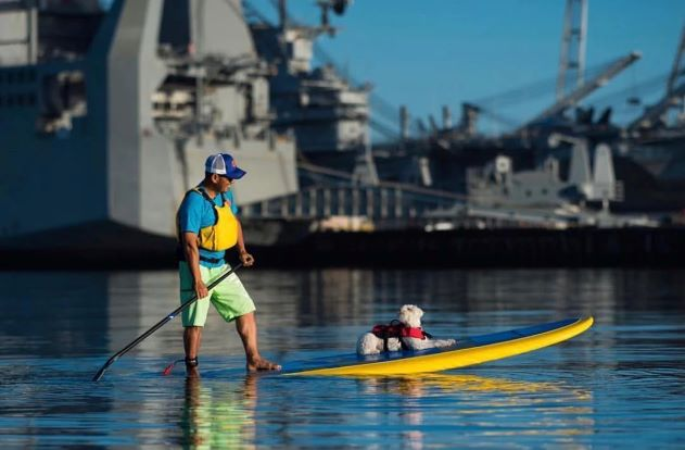 dog on a paddle board