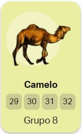 camelono jogo do bicho