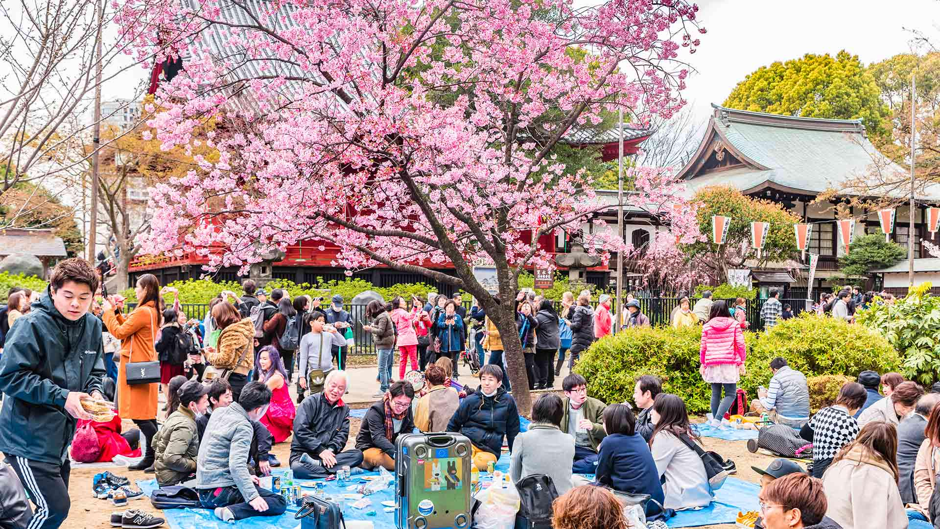 What is Hanami Festival?