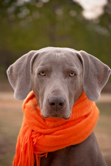 dog, weimaraner, scarf
