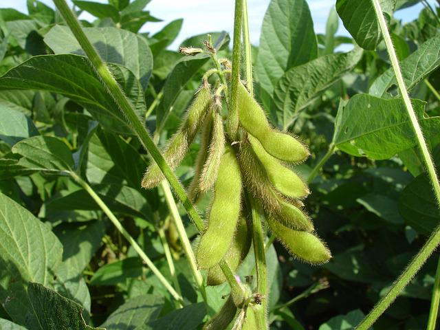 how to invest in soybeans
