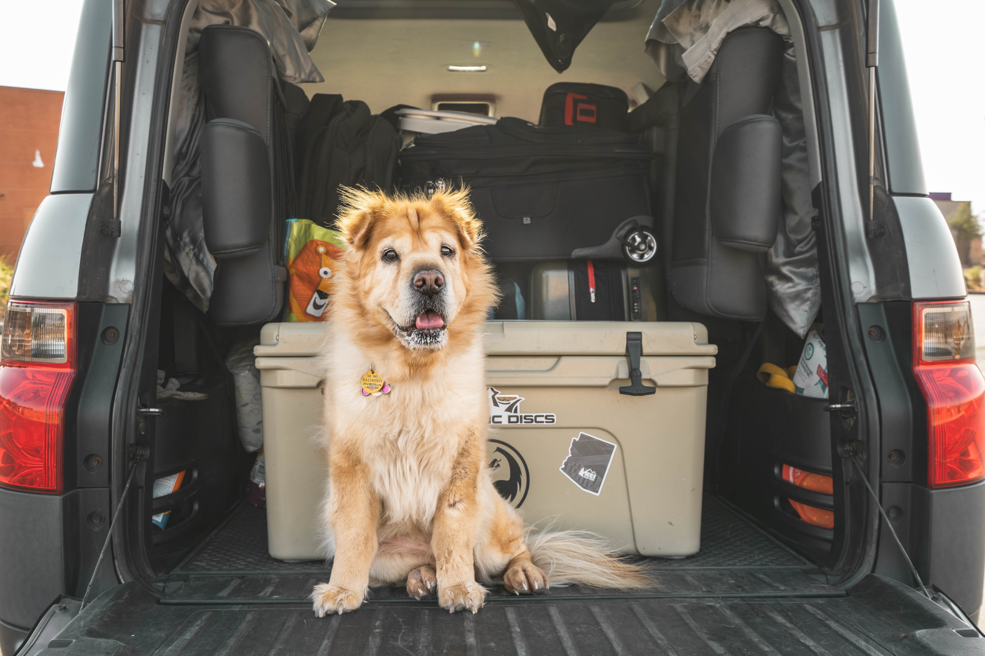Dog at the back of a car or suv ready for road trip