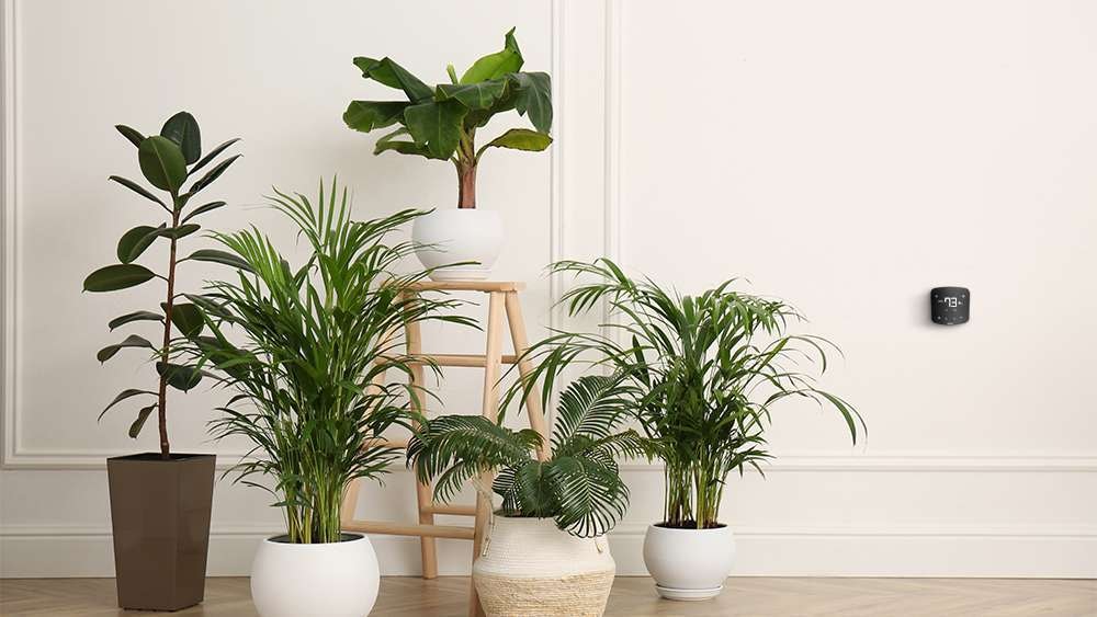  Houseplants Purify The Air And Your Mind