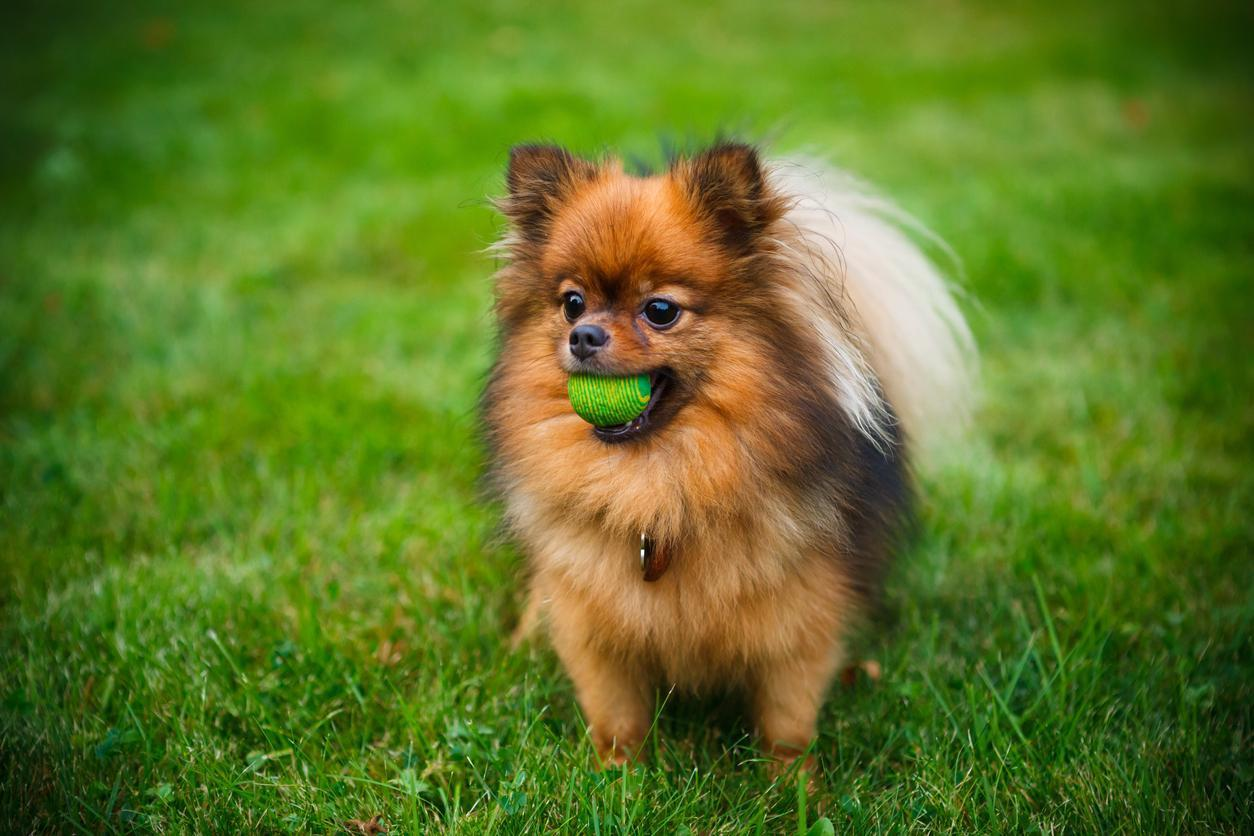 reputable breeders for pomeranian, larger breeds, toy breed