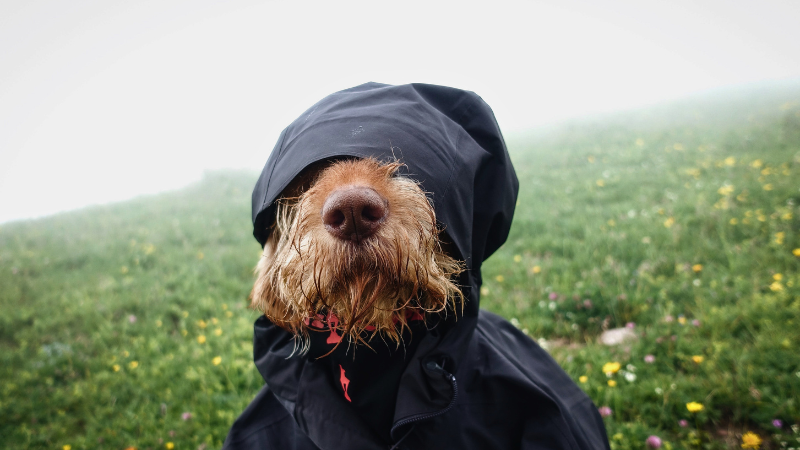 A brown dog in a black gorpscore raincoat stands in a foggy field.