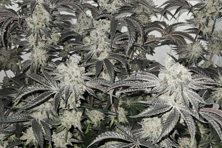 Gelato 41BX by Seedsman