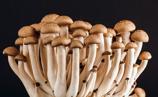 betaglucani sono presenti nei funghi medicinali