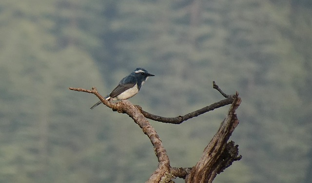 ultramarine flycatcher, bird, animal