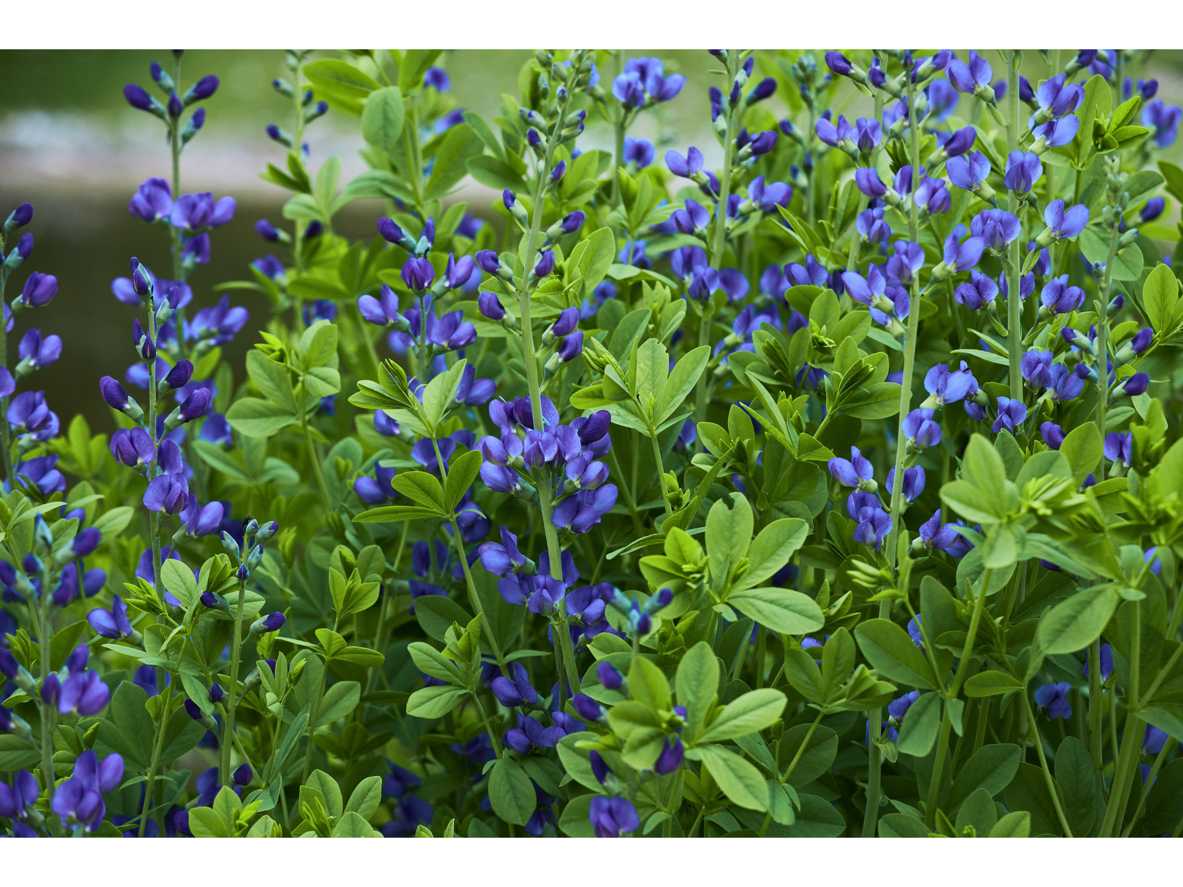 Blue False Indigo