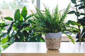 449 Boston Fern Stock Photos, Pictures & Royalty-Free Images - iStock