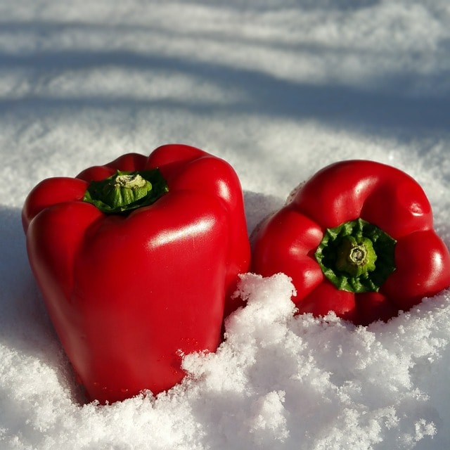 paprika, snow, nature, red, vegetables, winter