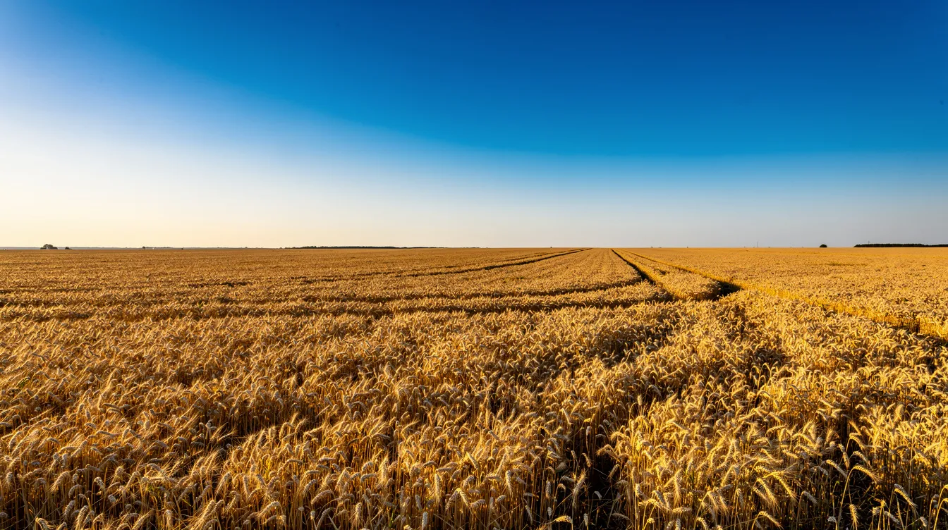 2f85ec1e fd9a 4174 b828 6c95d5c7ec57 The image depicts a vast golden wheat field ready for harvest under a clear blue sky, symbolizing the abundance of raw materials essential for a wheat flour atta plant. This scene highlights the importance of wheat cultivation in the flour milling industry, particularly for projects like flour mill feasibility studies and business plans.