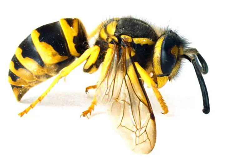 An image of an Eastern Yellow Jacket.