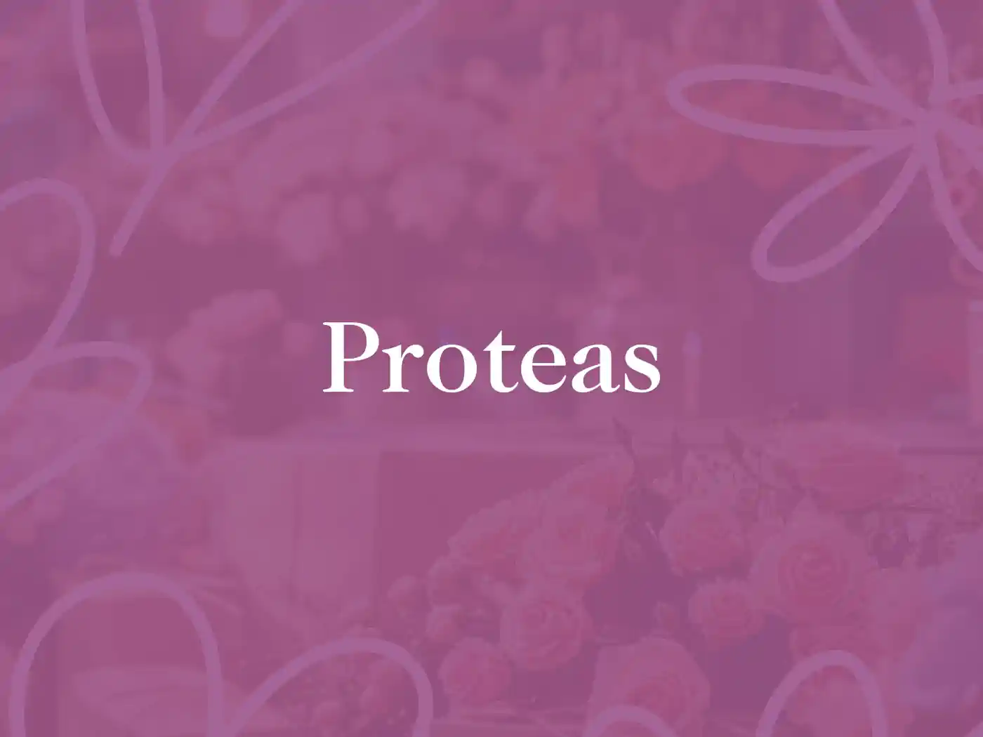 Proteas title card - Fabulous Flowers and Gifts, Proteas Collection