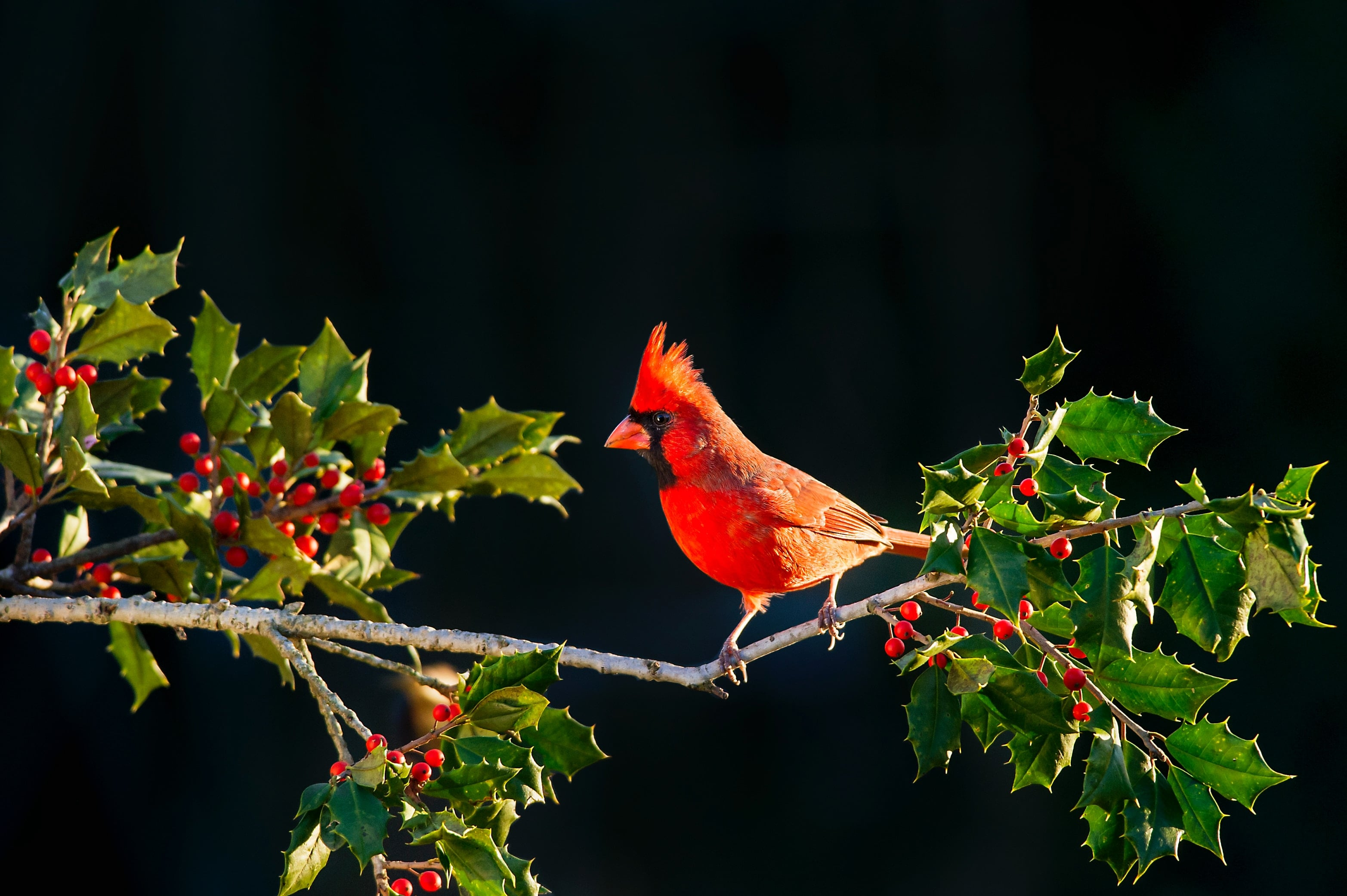 Red Cardinal Myths