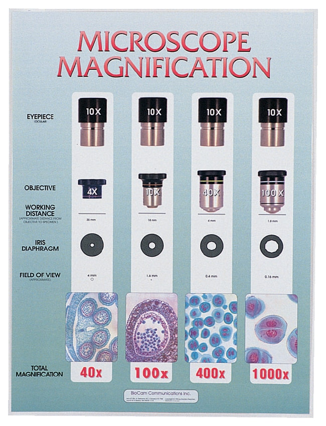 Magnification levels in microscopes