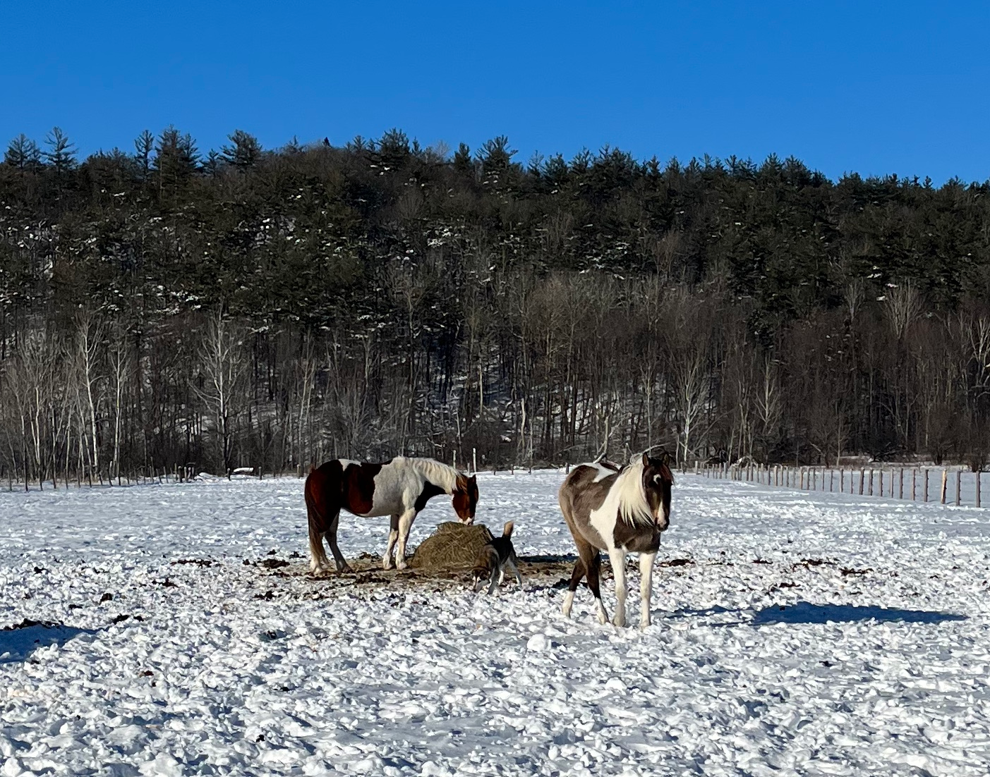 Rou and Walter on a warm winter day, eating hay to stay maintain their temperature