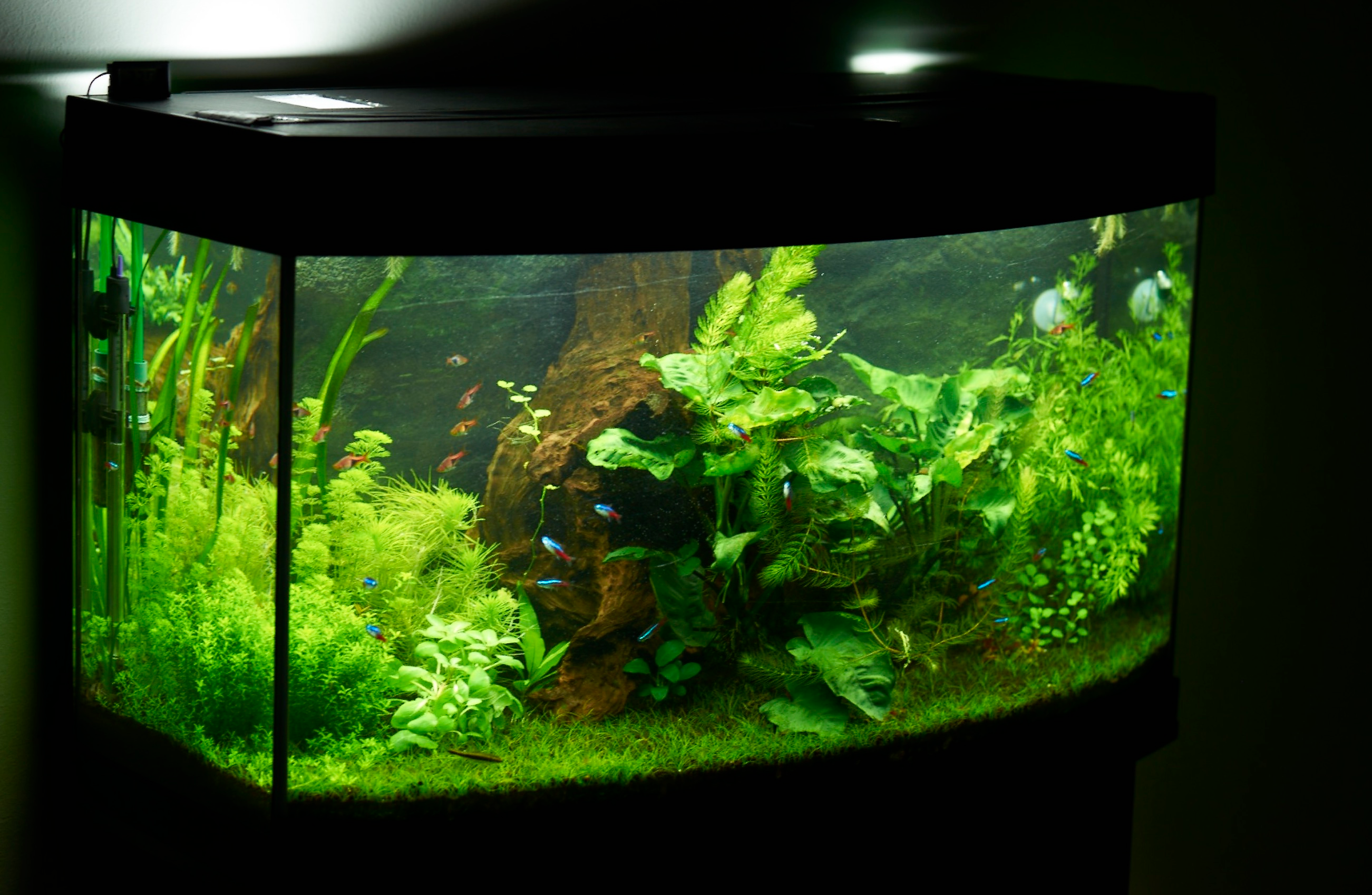 covered aquarium