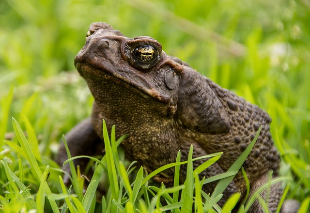 cane toad, toad, amphibian