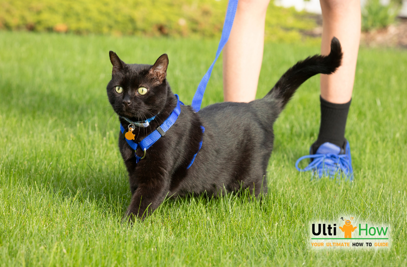 Things you need and what you need to know before training a cat