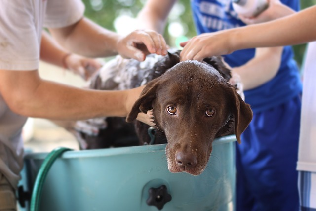 dog wash, tub, brown dog getting washed