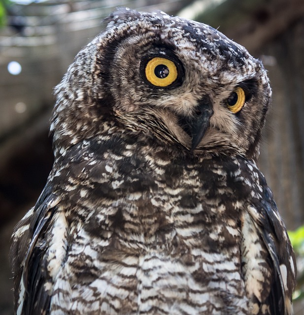 owl, wisdom, nature