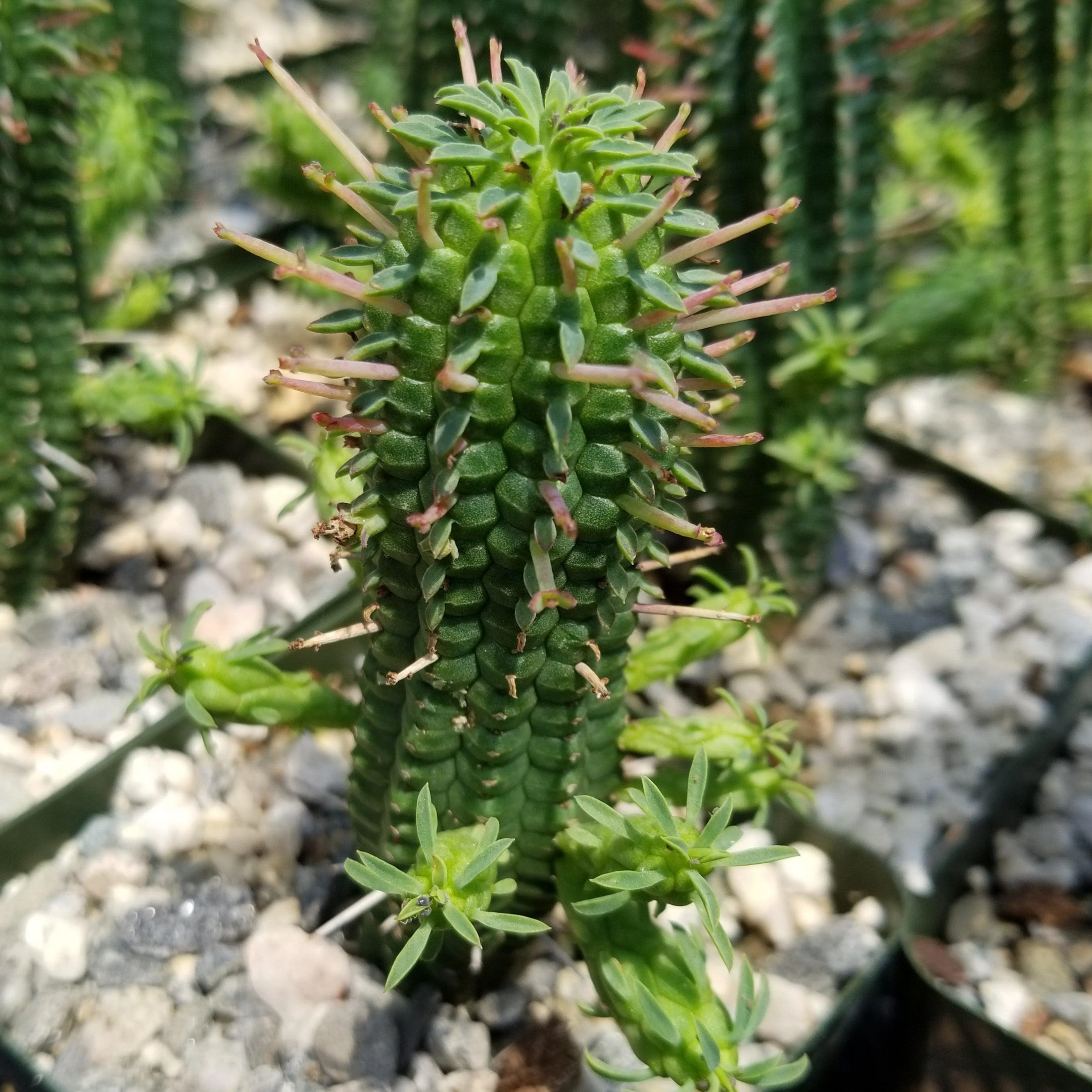 euphorbia mammilaris, very similar plant, variegated corn cob cactus
