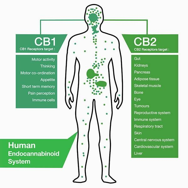 The Endocannabinoid System (courtesty of Sona Pharmacy)