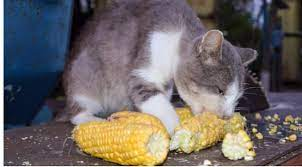 Is it normal for a cat to eat corn husk? - Quora