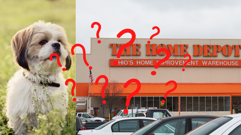 Home Depot stores don't allow dogs, but they're famous for being lenient for responsible dog owners that want to bring their dogs inside. 