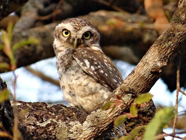 spotted owlet, athene brama, bird