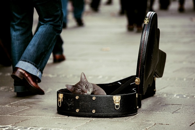 cat in empty guitar case