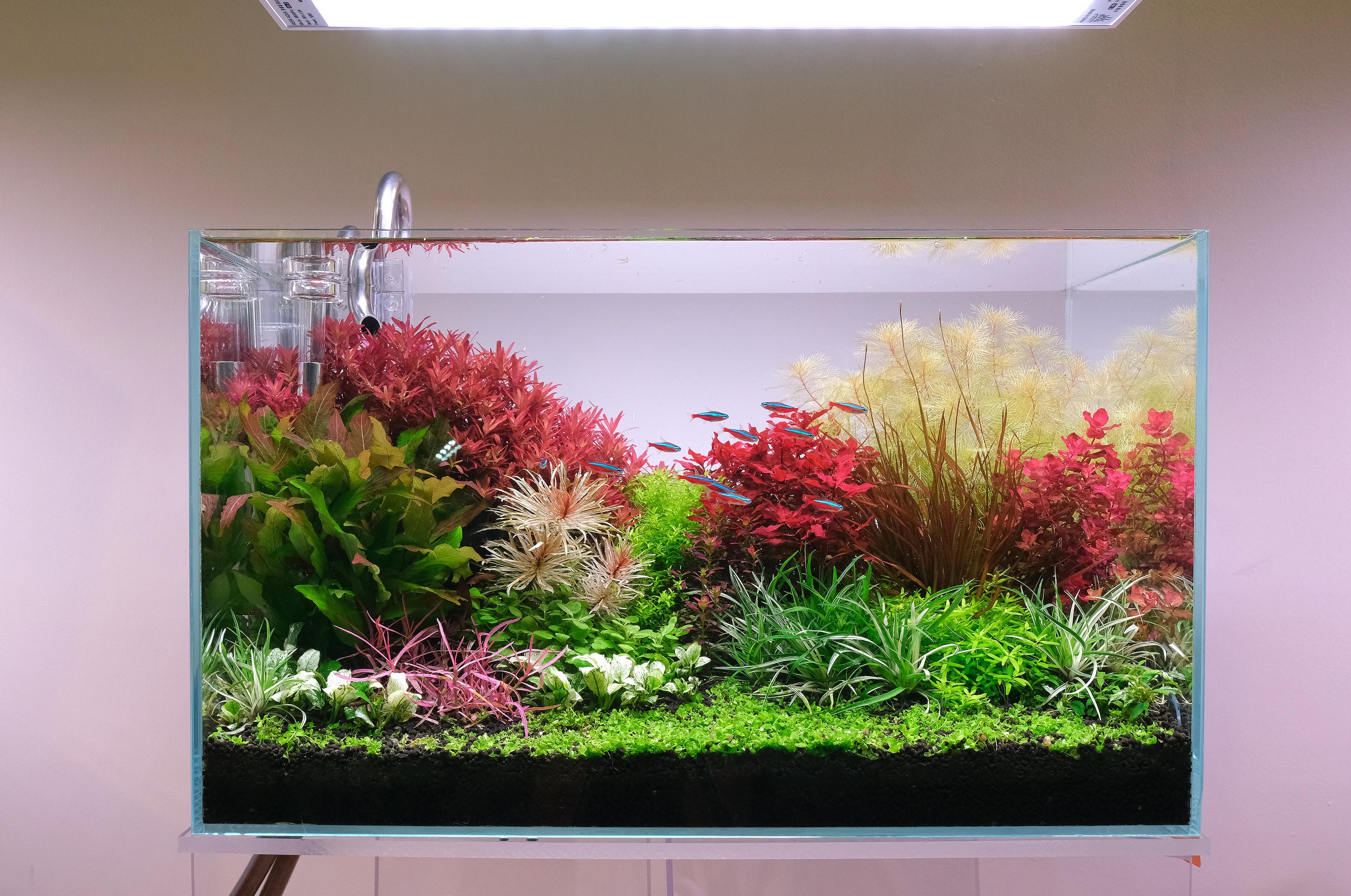 Frontal view of a colorful Dutch Style tank, grown The 2Hr way