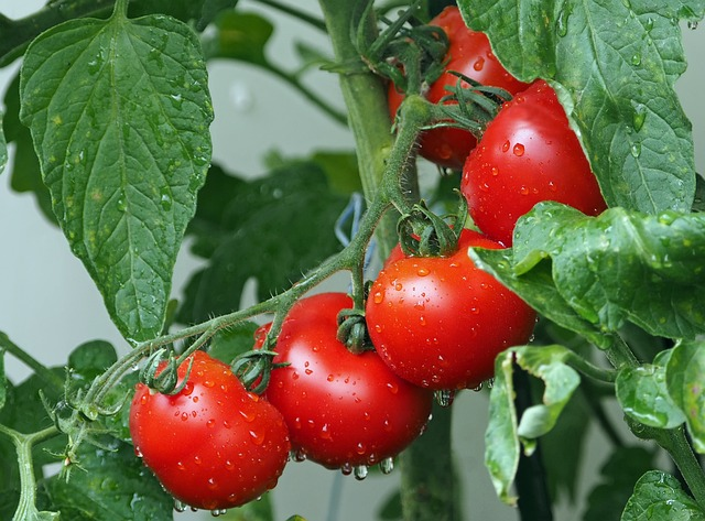 tomatoes, vines, water droplets