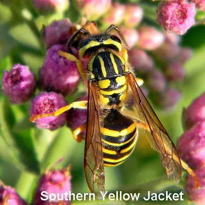 An image of a Southern Yellow Jacket.