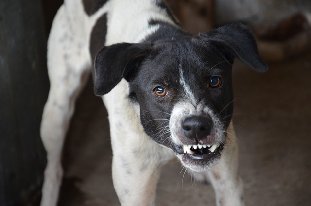 dog, angry, aggressive