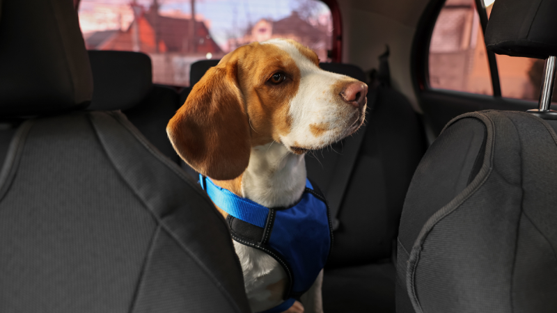 3056db68 4608 49f0 9d7e 706cb349af44 Dog Peed in Car: How To Deal with Unfortunate Accidents