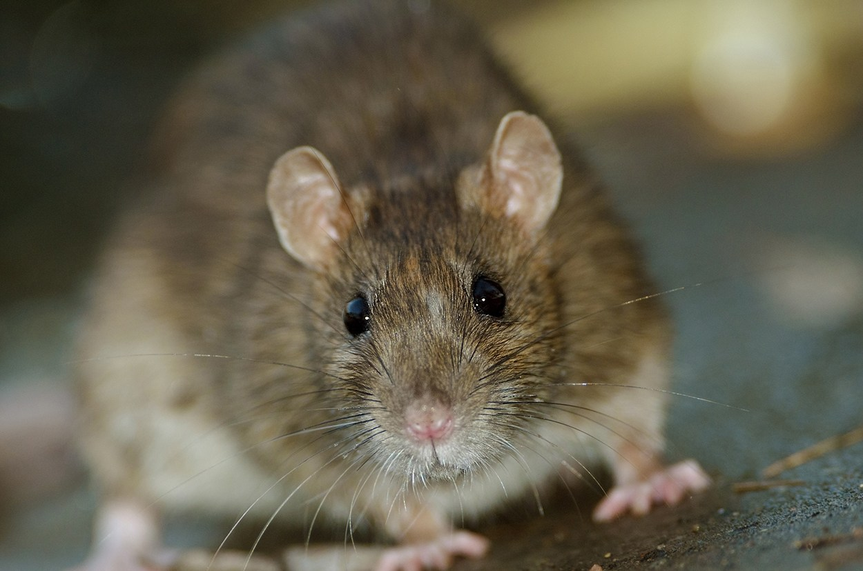 An up-close image of a house mouse.