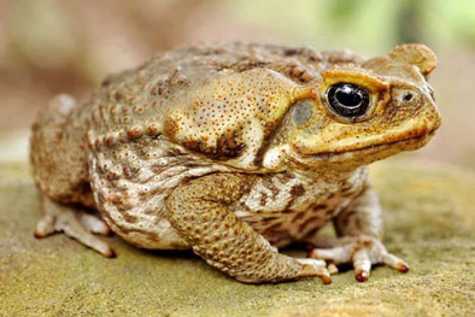 cane toads, invasive 