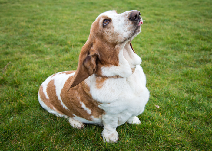A Basset Hound with its melancholic look