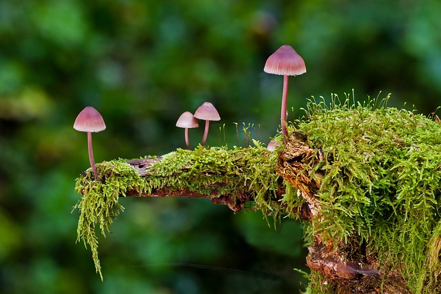 mushrooms, moss, wild mushrooms, can dogs eat mushrooms